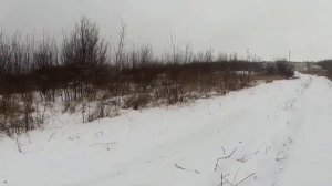 Охота на кабана с западно-сибирской лайкой.