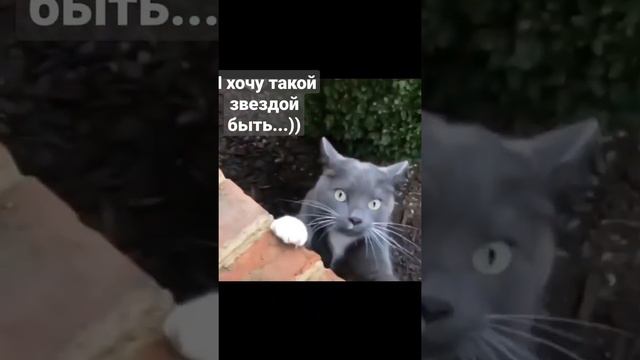 Кошка поёт песню😻👍❗❗❗❗