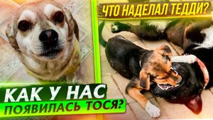 Как у нас появилась Тося с улицы. Тедди и Мия хулиганят. У Цацы с Гердой любовь.
