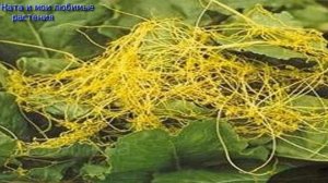 Самые удивительные факты о растениях