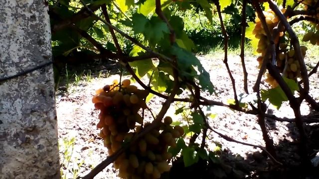 Новинка 2019г. АПОЛЛИНАРИЯ