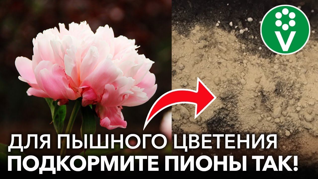 ПИОНЫ БУДУТ УСЫПАНЫЕ ЦВЕТАМИ ВЕСНОЙ, если подкормить их так в СЕНТЯБРЕ!