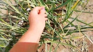 Как сушить укроп, базилик, кинзу для приправ