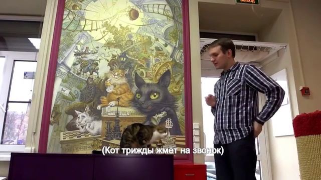 Петербургский кот извлекает квадратные корни из чисел умный кот смотреть онлайн