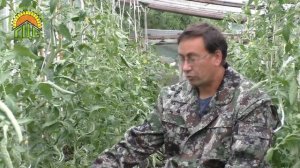 Томаты в теплице