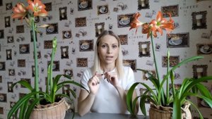 Не цветёт гиппеаструм?? Поливай правильно!
