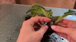 Пасынки на СТРЕПТОКАРПУСЕ. Забитый куст. Почему не цветет?