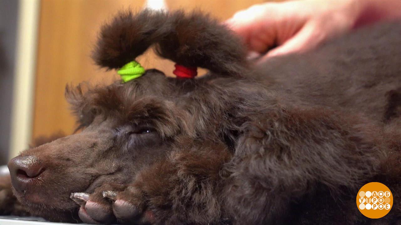 Пудель, будешь как дракончик! Доброе утро. Фрагмент выпуска от 23.01.2024