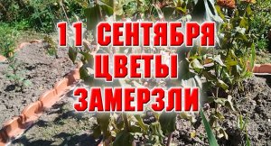 Ночной заморозок погубил цветы.mp4