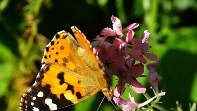Красота природы, музыка души и сердца ... Сергей Грищук смотреть онлайн