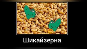 Крутиксы + ШИЗА =