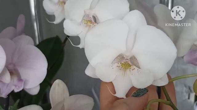 Зимняя лоджия в цвету! Покажу мои любимые орхидеи Биг липы! смотреть онлайн