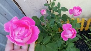 Обзор роз. Выпуск 7. Сорт ПОЛЬ НЕЙРОН/ розы в Сибири