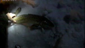 Ловля налима на реке Иртыш.