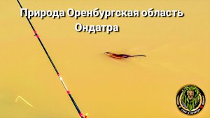 Природа Оренбургская область Ондатра