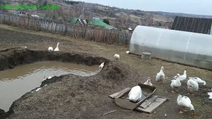 Гуси купаются. Гусак лапками перебирает,землю топчет.