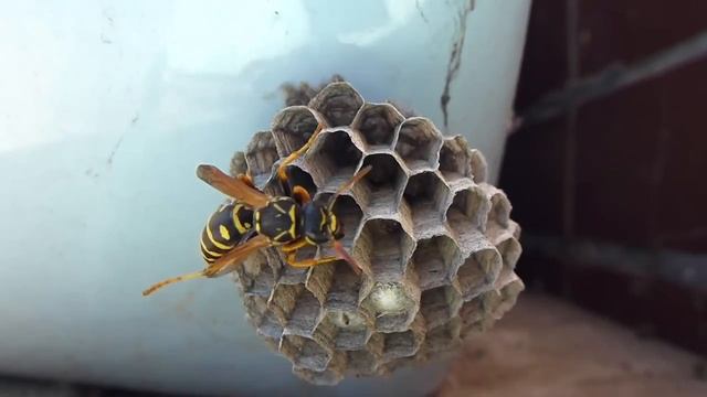Жизнь осы. Как оса строит гнездо. Скорость 1/12. смотреть онлайн