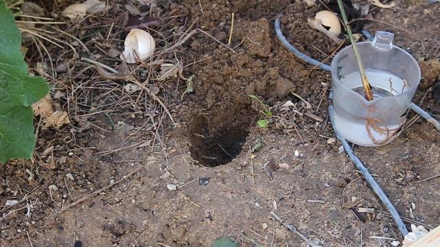 Planting Clerodendrum Bungei aka Mexican Hydrangea | Year round cut flower garden ~ Ep 18 смотреть онлайн