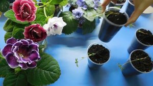 ???ЛЮПИН РАССАДА ! КАК ВЫРАСТИТЬ ЧТОБЫ ЗАЦВЕЛ В ЭТОМ ГОДУ