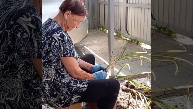 № 367 - Выкопали чеснок, Хороший урожай! смотреть онлайн