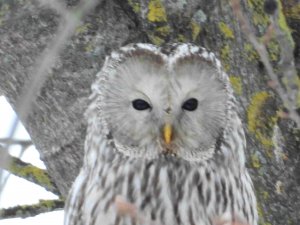 Сова, Длиннохвостая Неясыть, наблюдение сов в Великом Новгороде, 28 января 2024
