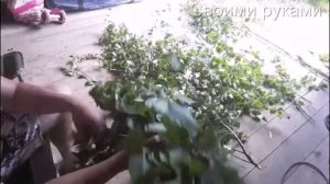 Вяжем веники. Лайфхак. Как правильно завязывать веники.