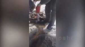 Большой Улов Сетями На Зимней Рыбалке   Подборка