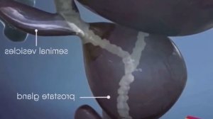 Вот ЧТО БУДЕТ, если есть СЕМЕНА ТЫКВЫ каждый день. Преимущества тыквенных семечек