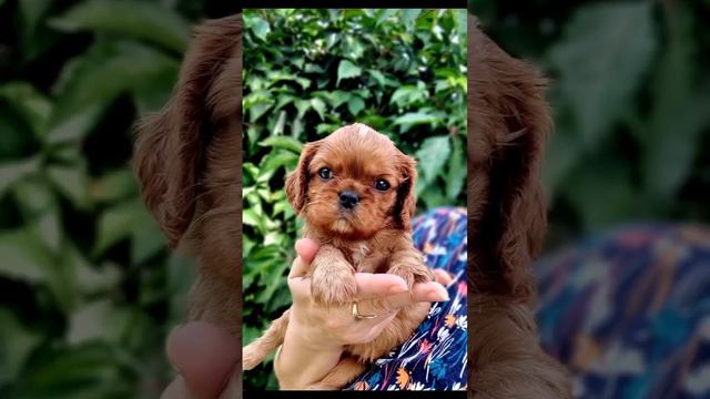 Щенки Кавалер Кинг Чарльз Спаниеля, 1 месяц! Предлагаю к резерву!