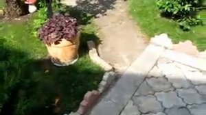 Красный мак Крым