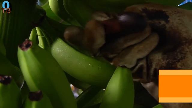 Интересные факты о бананах смотреть онлайн