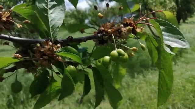 Как опылилась черешня. смотреть онлайн