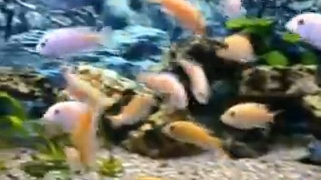 Малавийские цихлиды( Голубой дельфин, Желтый дельфин=гибрид) смотреть онлайн