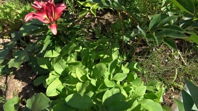 июль распустились лилии дача под Архангельском смотреть онлайн