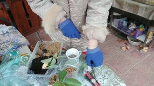 Черенкование роз в бутылке осенью...