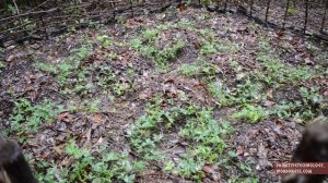 Primitive Technology- Sweet potato patch