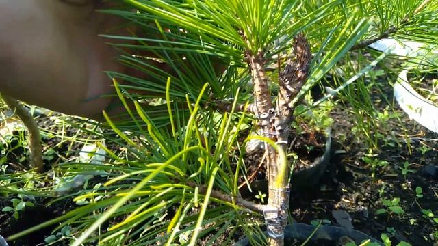 Результаты прививки дальневосточных (Корейских) кедров на 27 июля 2021 года смотреть онлайн