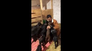 козлята породы Мурсия Гранада (Мурсиана Гранадина)