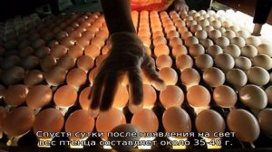 Как вылупляются цыплята