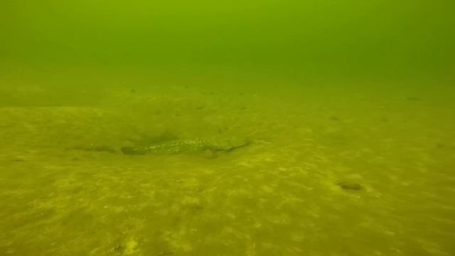 подводное видео любопытный сомик и стаи толстолоба смотреть онлайн