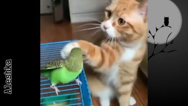 Смешные собаки, коты. Милые животные #11 смотреть онлайн