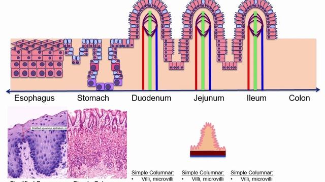 USMLE RX - 4.Желудочно-кишечный тракт - 1.Анатомия - 5.Гистология пищеварительного тракта