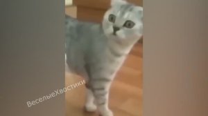 СМЕШНЫЕ ЖИВОТНЫЕ 2023 ЛУЧШИЕ ПРИКОЛЫ С КОТАМИ И CОБАКАМИ