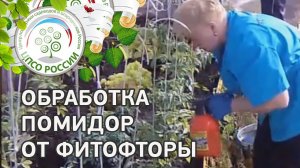 Как бороться с фитофторой на томатах. Обработка томата от грибковых заболеваний.