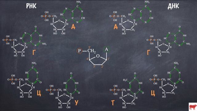 Строение нуклеотидов (ДНК и РНК) смотреть онлайн