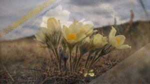Ньургуһуннар (Николай Сибиряков)