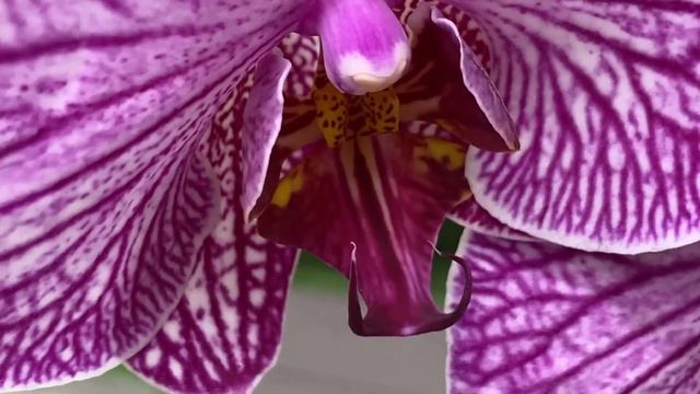 Привезли орхидеи в Бауцентр. Хот Кисс каскады , Амстердам, Голден Бьюти ... смотреть онлайн