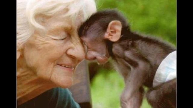 Любовь,любовь  Поёт Евгений Никитин