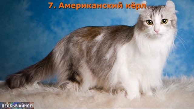 Топ-15. Рейтинг САМЫХ ДОРОГИХ Пород КОШЕК в Мире ¤ НЕОБЫЧАЙНОЕ