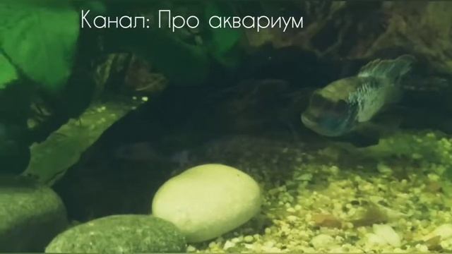 Наннакара неоновая, Нерест и как вырастить мальков Часть 1 смотреть онлайн